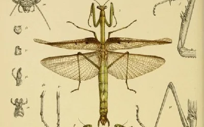 Ilustración científica